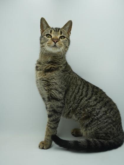 Izzy, a Adoptable mixed breed in Bowling Green, KY image 1/3