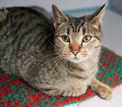 Izzy, a Adoptable mixed breed in Bowling Green, KY image 2/3