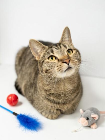 Enlarge Izzy- SPONSORED, a Adoptable mixed breed in Bowling Green, KY image 2/3