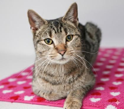 Izzy, a Adoptable mixed breed in Bowling Green, KY image 3/3