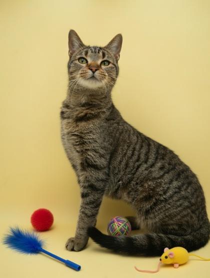 Enlarge Izzy- SPONSORED, a Adoptable mixed breed in Bowling Green, KY image 3/3