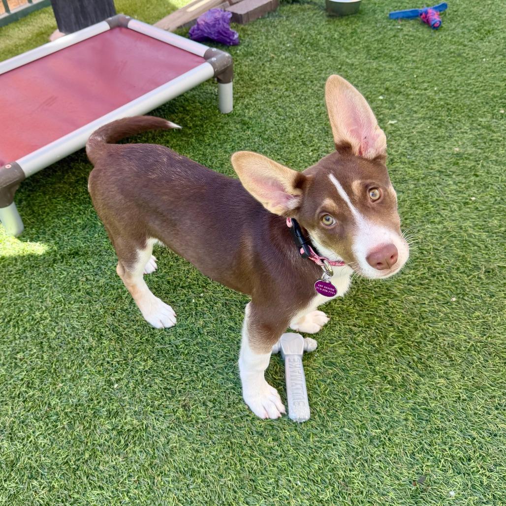 Libby, a Adoptable Husky in Agoura Hills, CA image 1/4