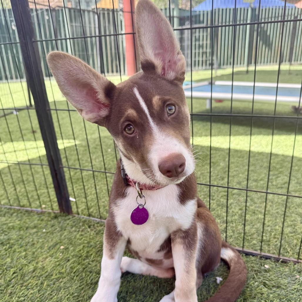 Libby, a Adoptable Husky in Agoura Hills, CA image 2/4
