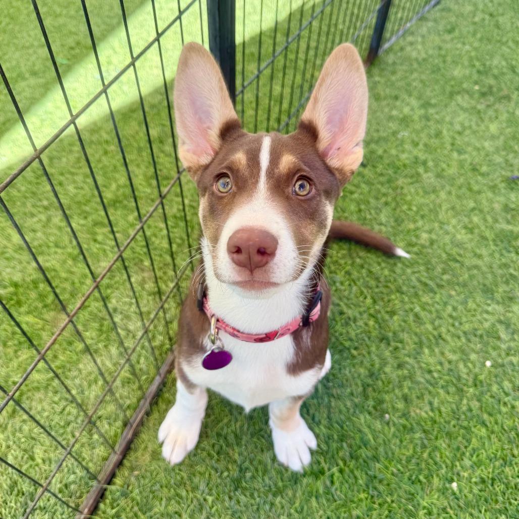 Libby, a Adoptable Husky in Agoura Hills, CA image 3/4