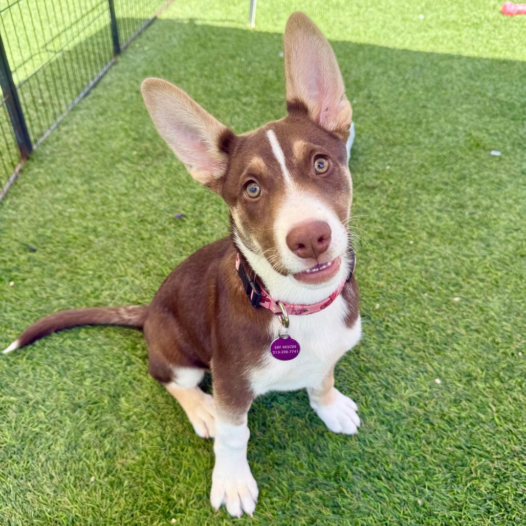 Libby, a Adoptable Husky in Agoura Hills, CA image 4/4