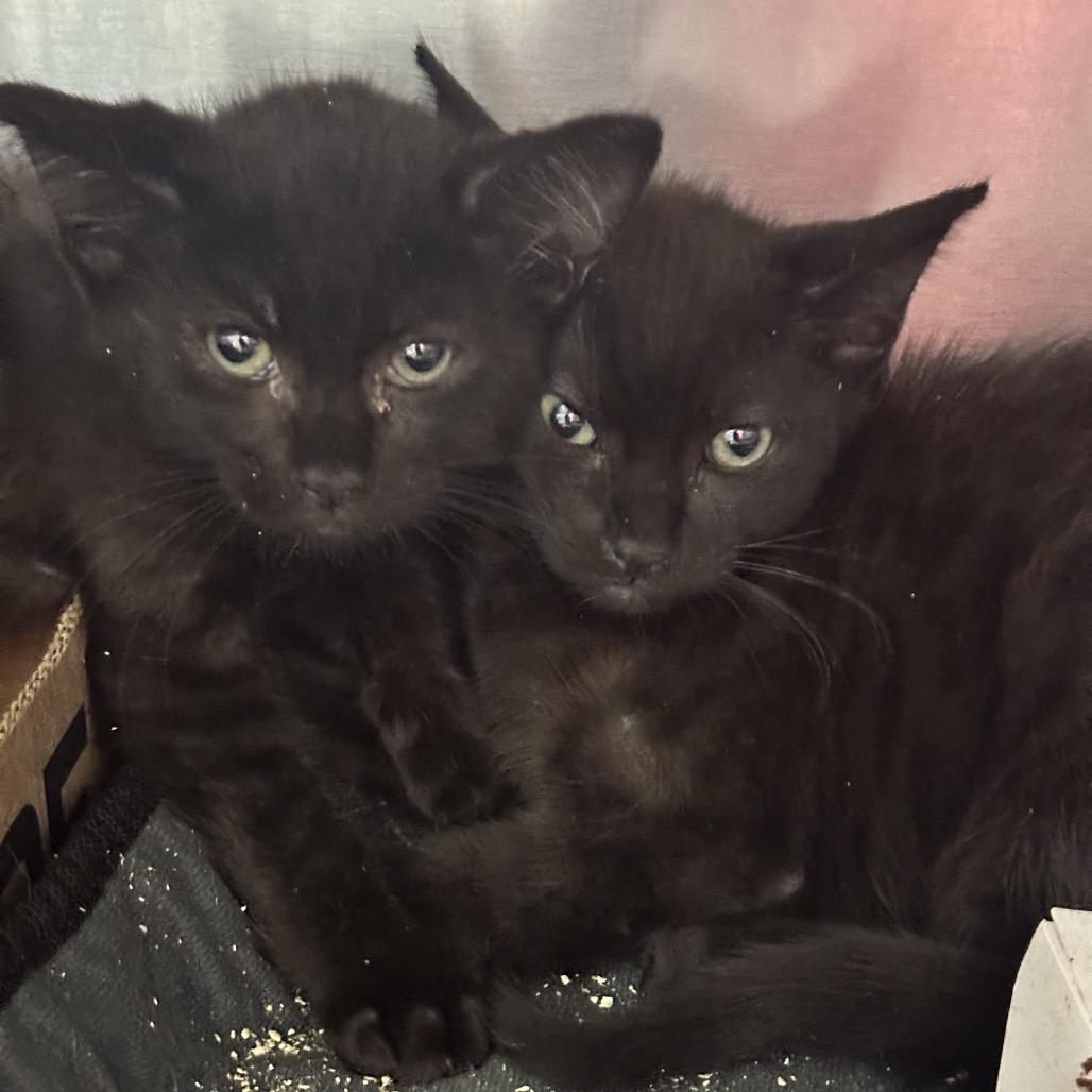 Enlarge Love Actually, a Adoptable Domestic Short Hair in Westminster, CA image 1/1