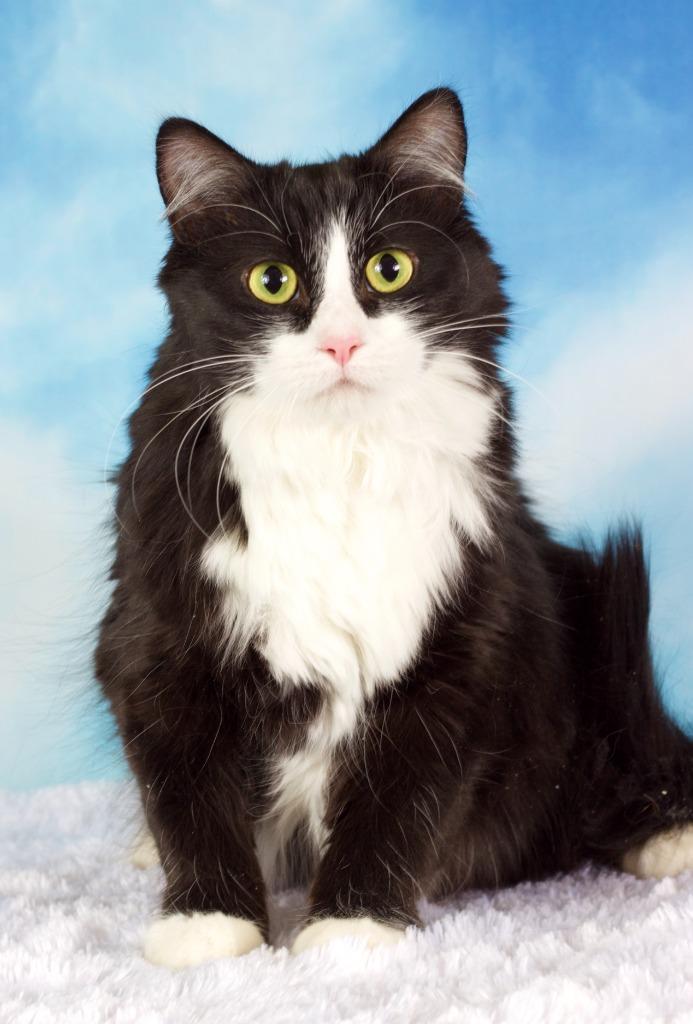 Stewie Bleu, Adoptable, Adult Female Domestic Short Hair.