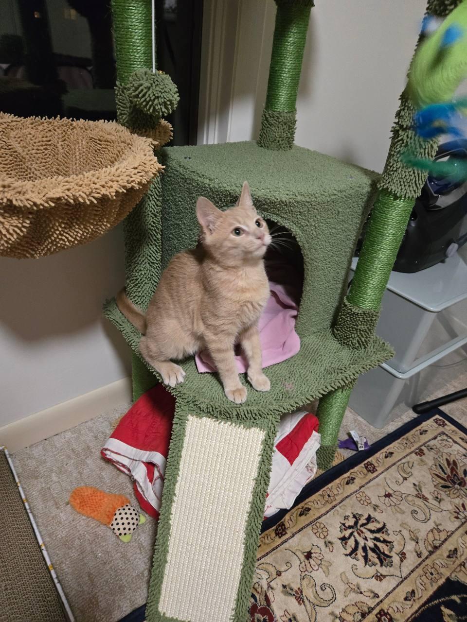 Marmalade, Adopted, Kitten Male Tabby.