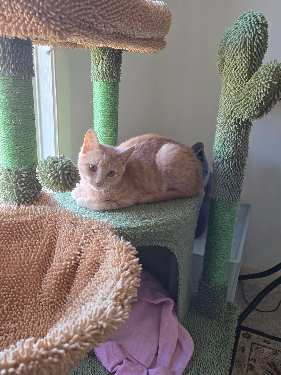 Marmalade, a Adopted Tabby in Hampton, VA image 2/4