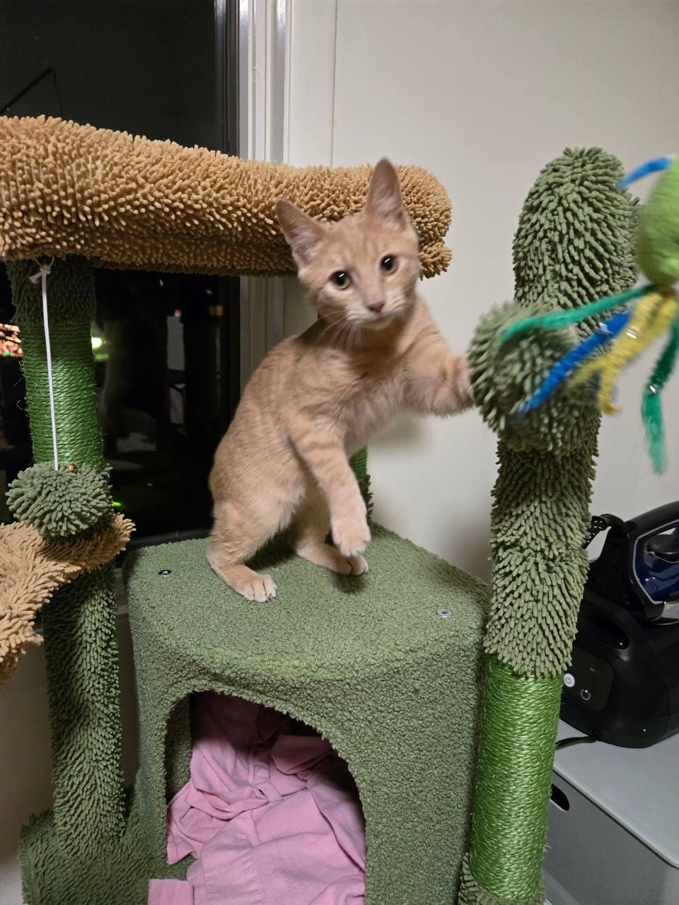 Marmalade, a Adopted Tabby in Hampton, VA image 3/4