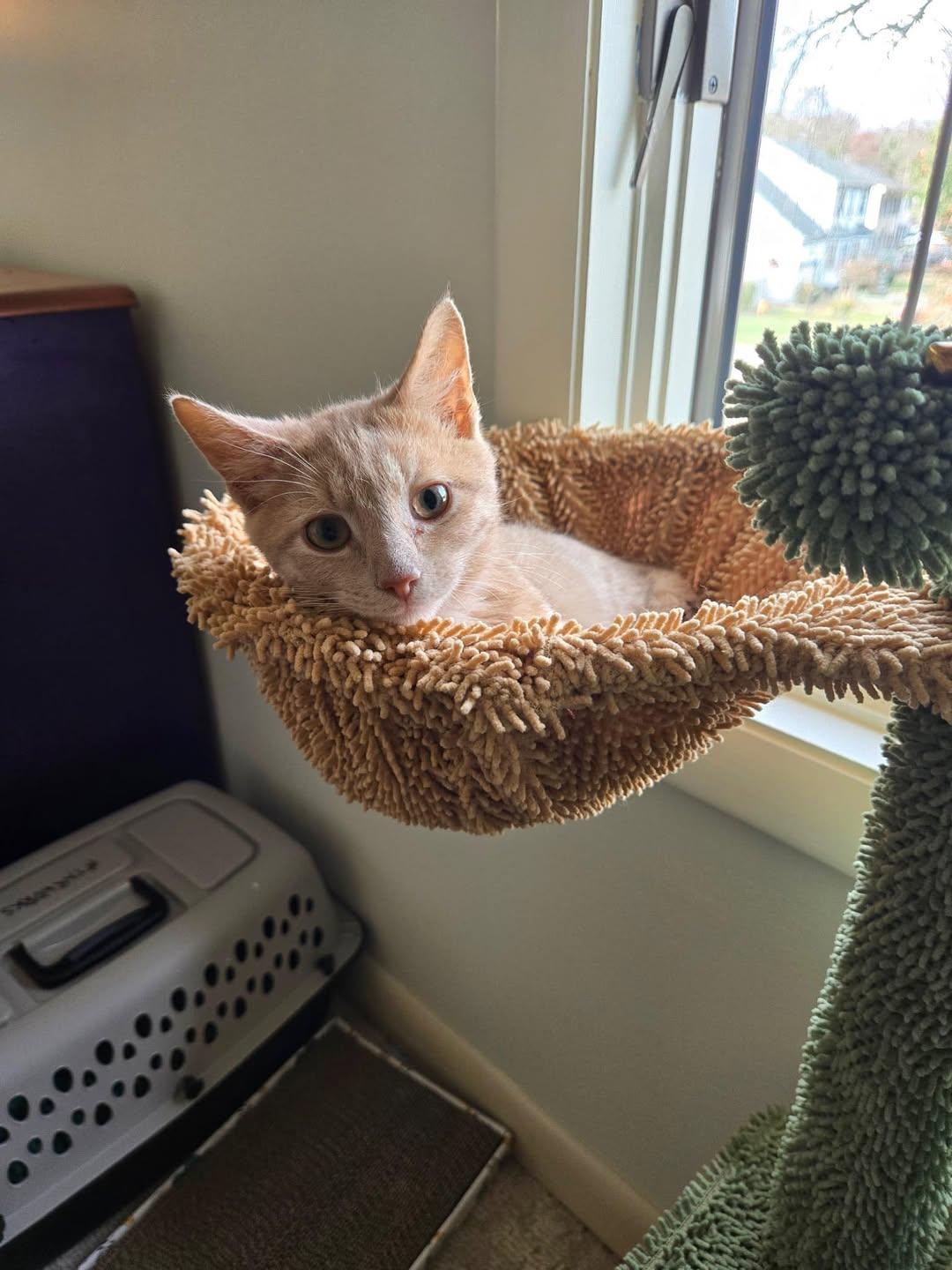 Marmalade, a Adopted Tabby in Hampton, VA image 4/4