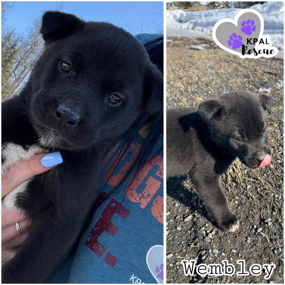 Enlarge Wembley - Fraggle Rock Litter, a Adoptable mixed breed in Kenai, AK image 1/3
