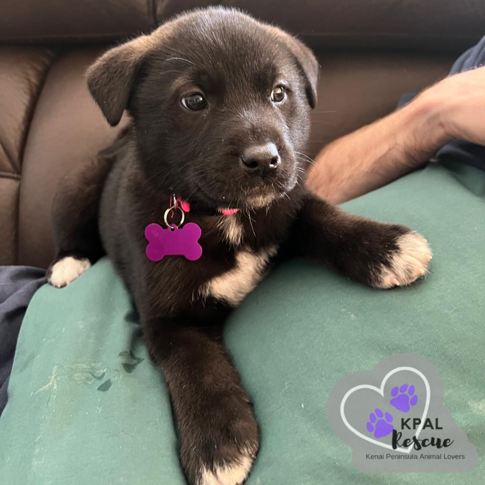 Enlarge Wembley - Fraggle Rock Litter, a Adoptable mixed breed in Kenai, AK image 2/3