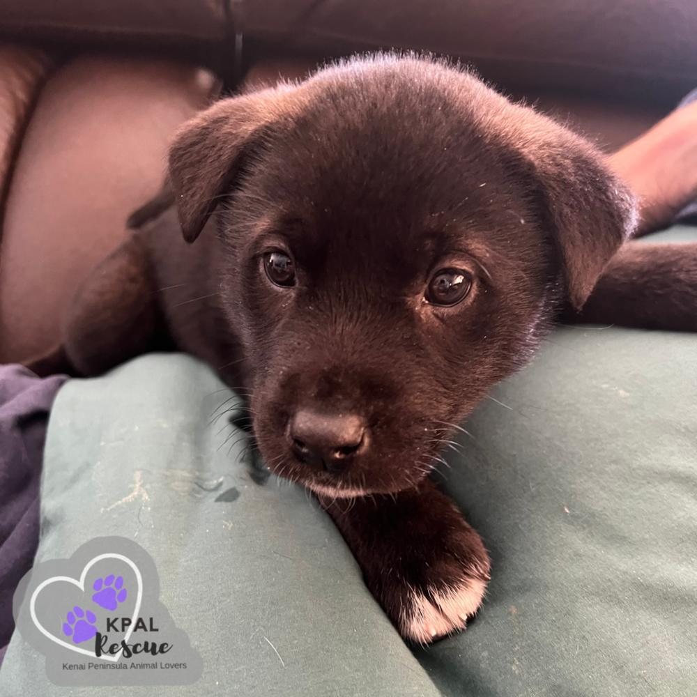 Enlarge Wembley - Fraggle Rock Litter, a Adoptable mixed breed in Kenai, AK image 3/3