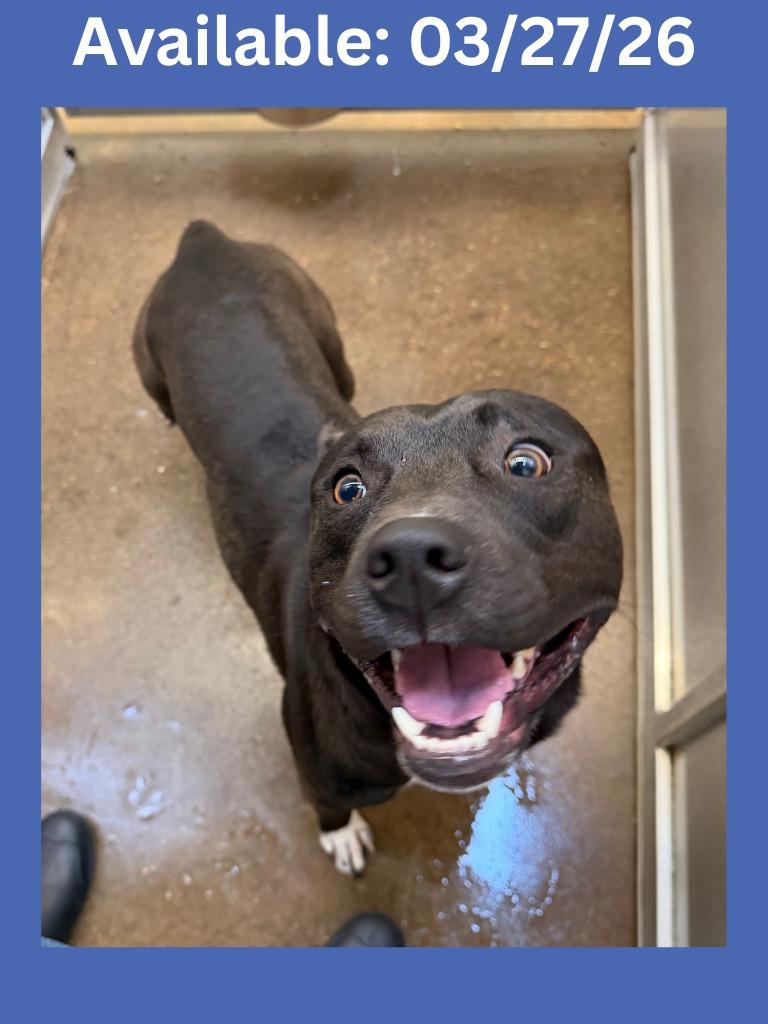 Dog Kennel #13 Diesel, Adoptable, Young Male Pit Bull Terrier & Mixed Breed.
