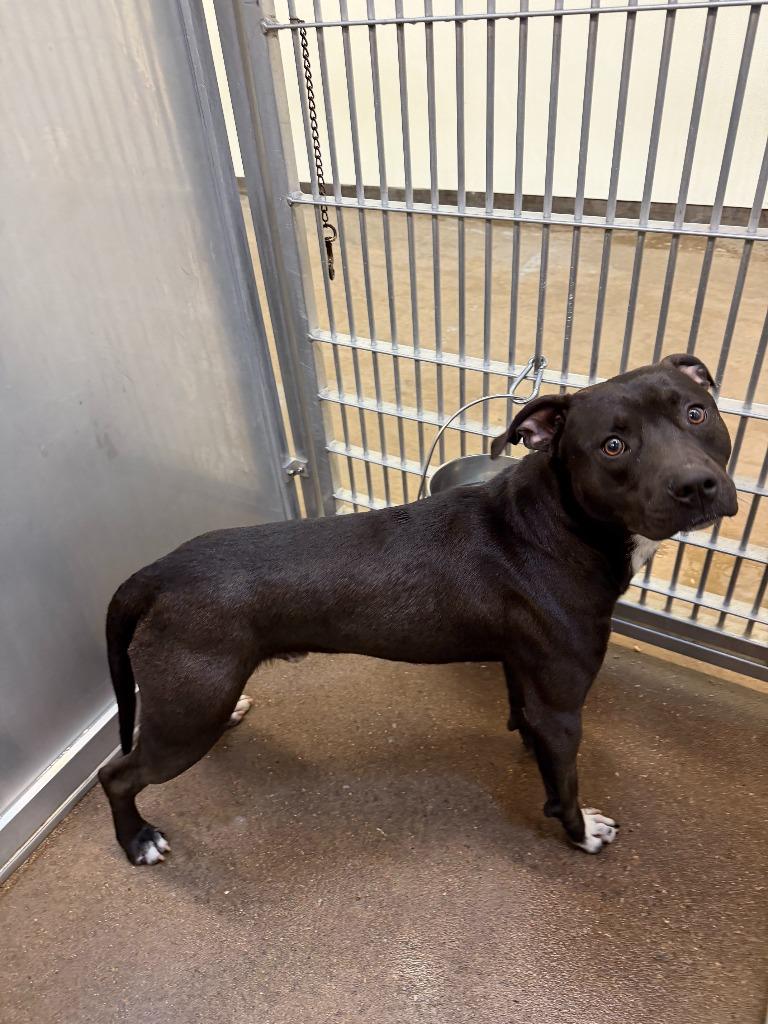 Enlarge Dog Kennel #13 Diesel, a Adoptable mixed breed in Greenville, TX image 2/2
