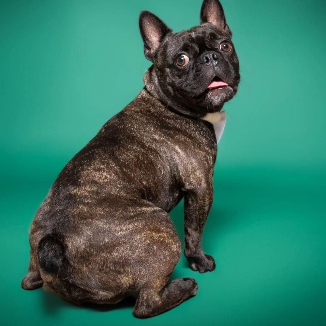 Simba, an adoptable French Bulldog in Miami, FL, 33155 | Photo Image 3