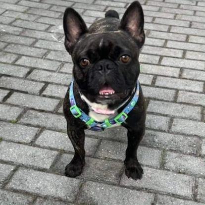 Simba, an adoptable French Bulldog in Miami, FL, 33155 | Photo Image 5
