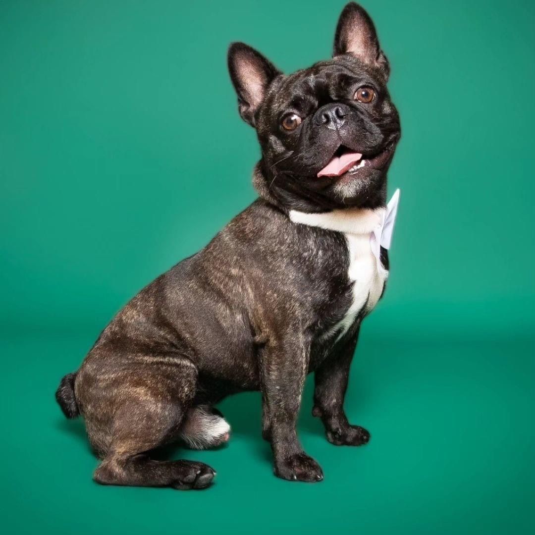 Simba photo 4