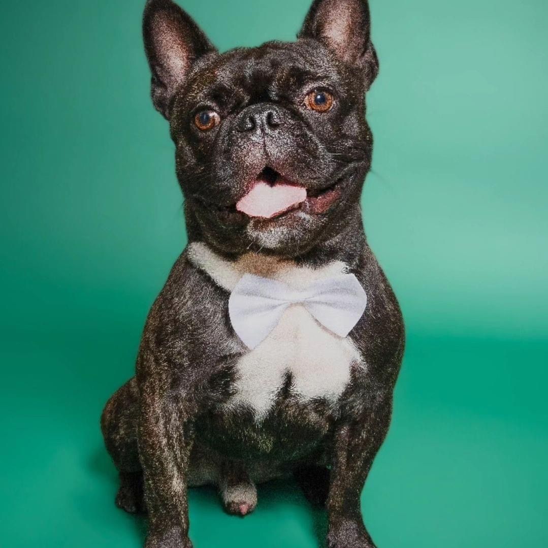 Simba, an adoptable French Bulldog in Miami, FL, 33155 | Photo Image 2