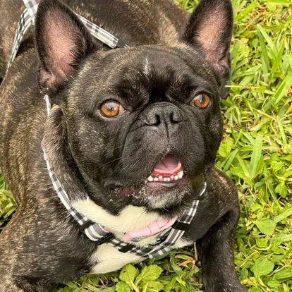 Simba, an adoptable French Bulldog in Miami, FL, 33155 | Photo Image 6