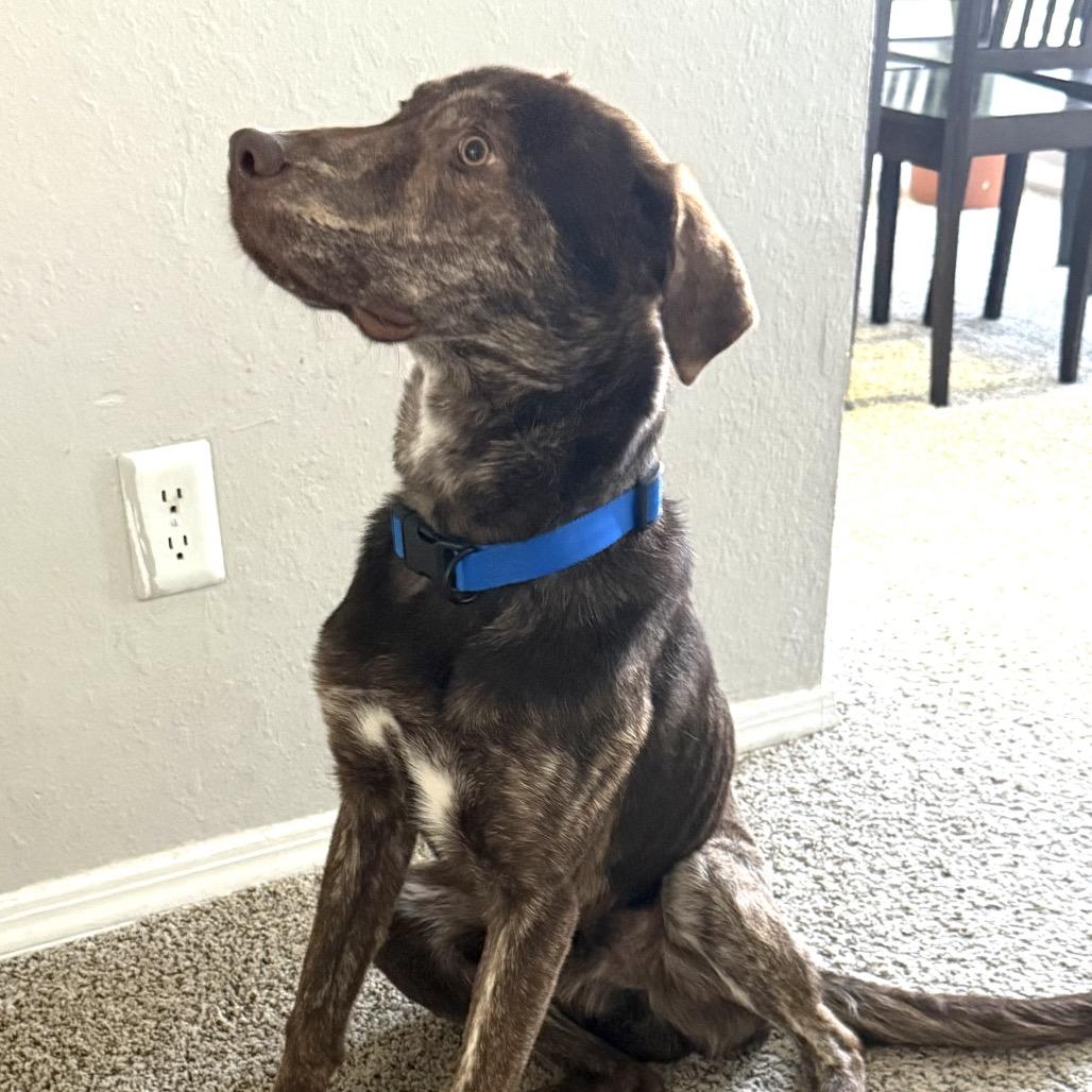 Tucker, Adoptable, Adult Male German Shorthaired Pointer & Catahoula Leopard Dog.