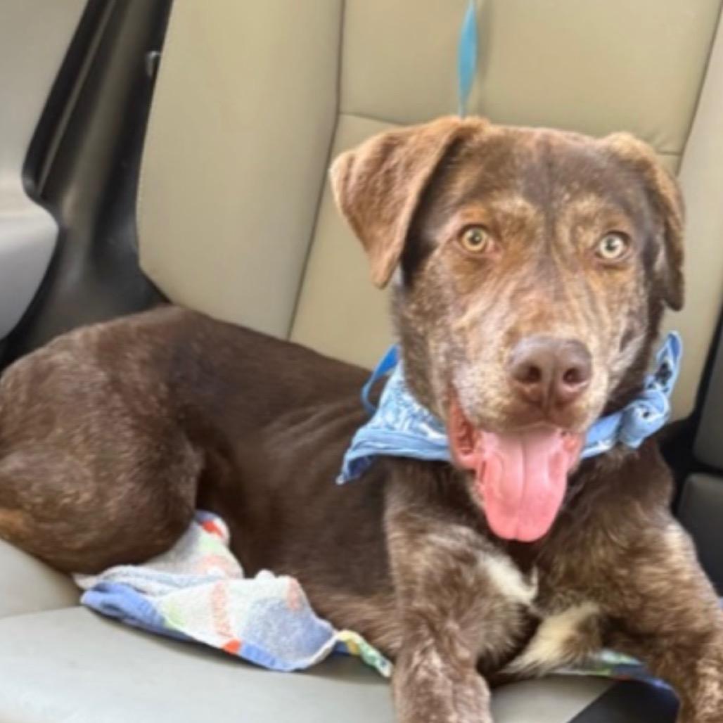 Enlarge Tucker, a Adoptable mixed breed in Dallas, TX image 2/2