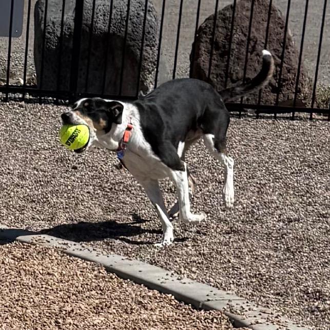 Enlarge TomRay, a Adoptable mixed breed in Cedaredge, CO image 4/6