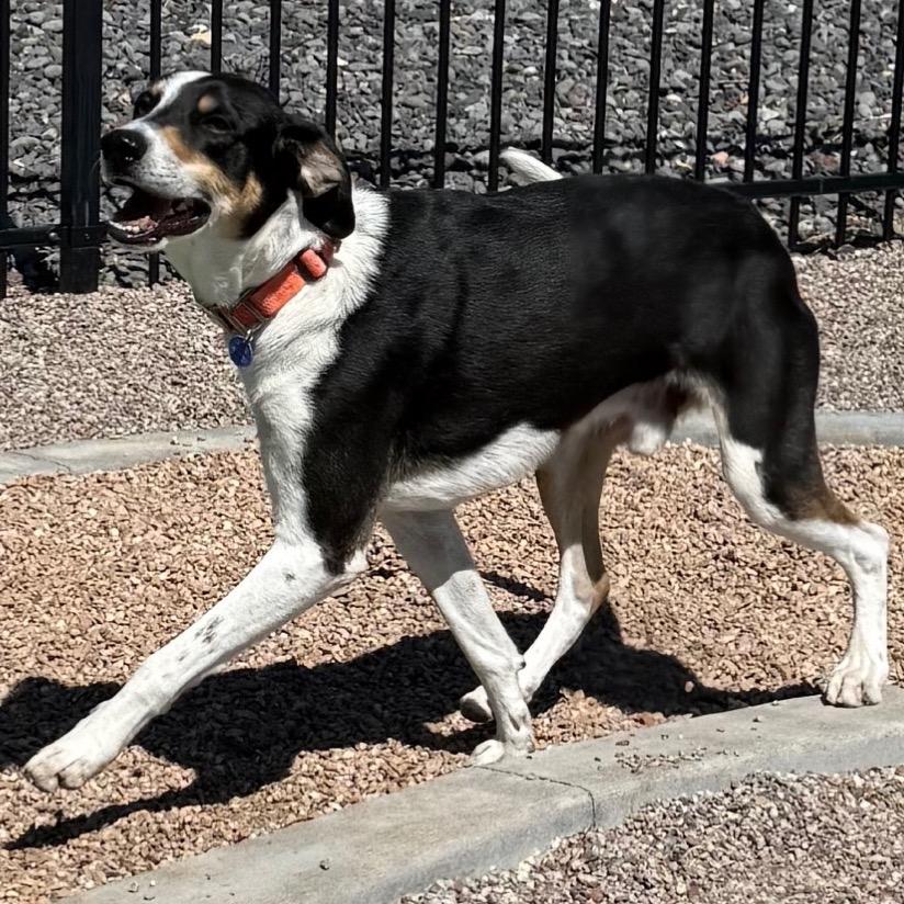 Enlarge TomRay, a Adoptable mixed breed in Cedaredge, CO image 5/6