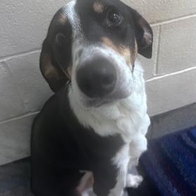 Enlarge TomRay, a Adoptable mixed breed in Cedaredge, CO image 3/3