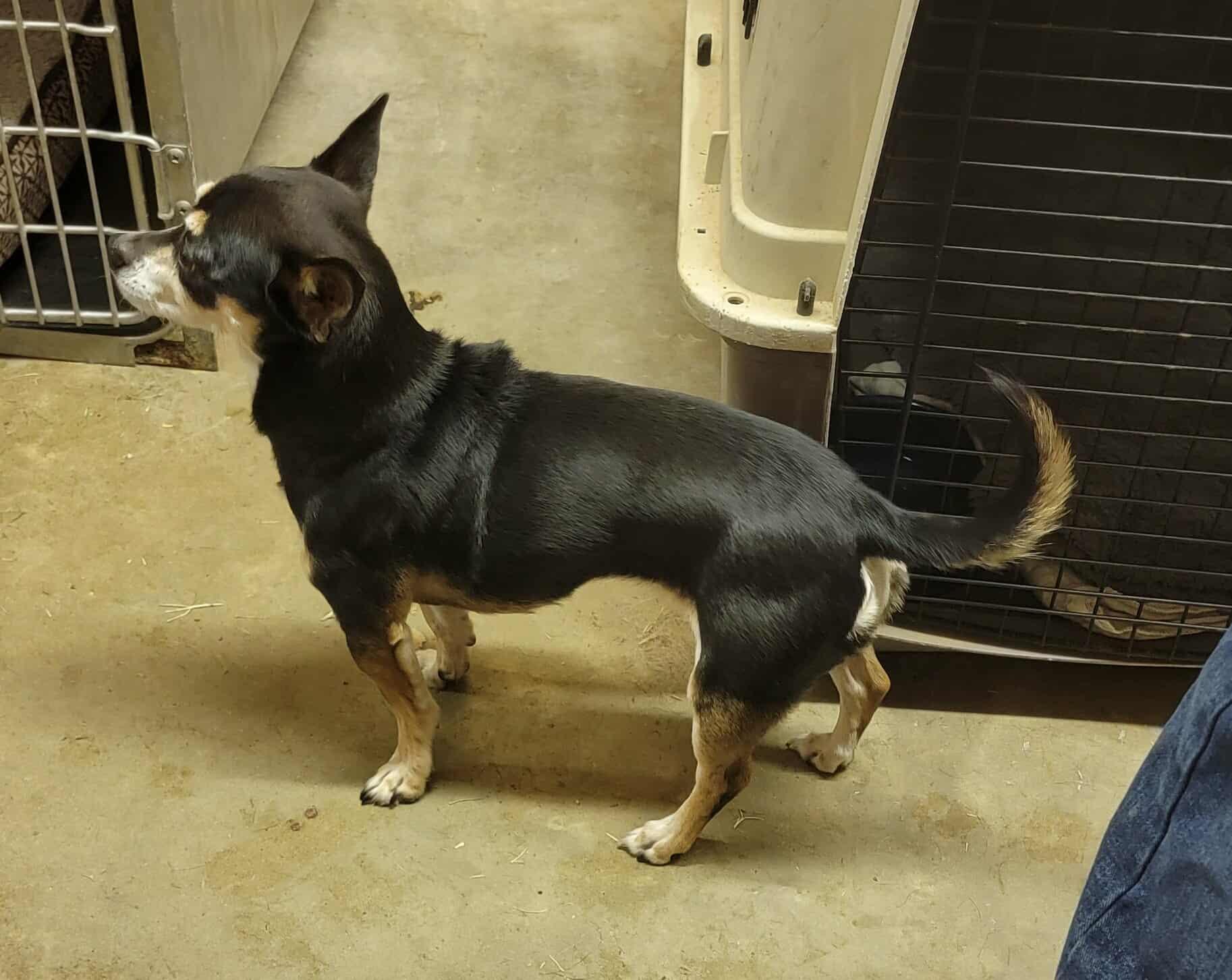 Bella, a Adoptable Chihuahua in Van Alstyne, TX image 2/4