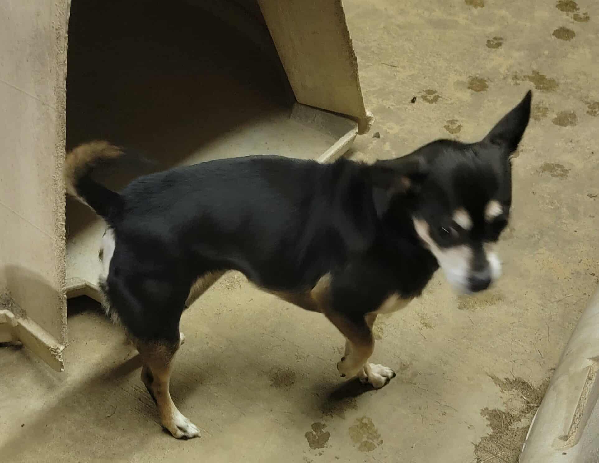Bella, Adoptable, Adult Female Chihuahua.