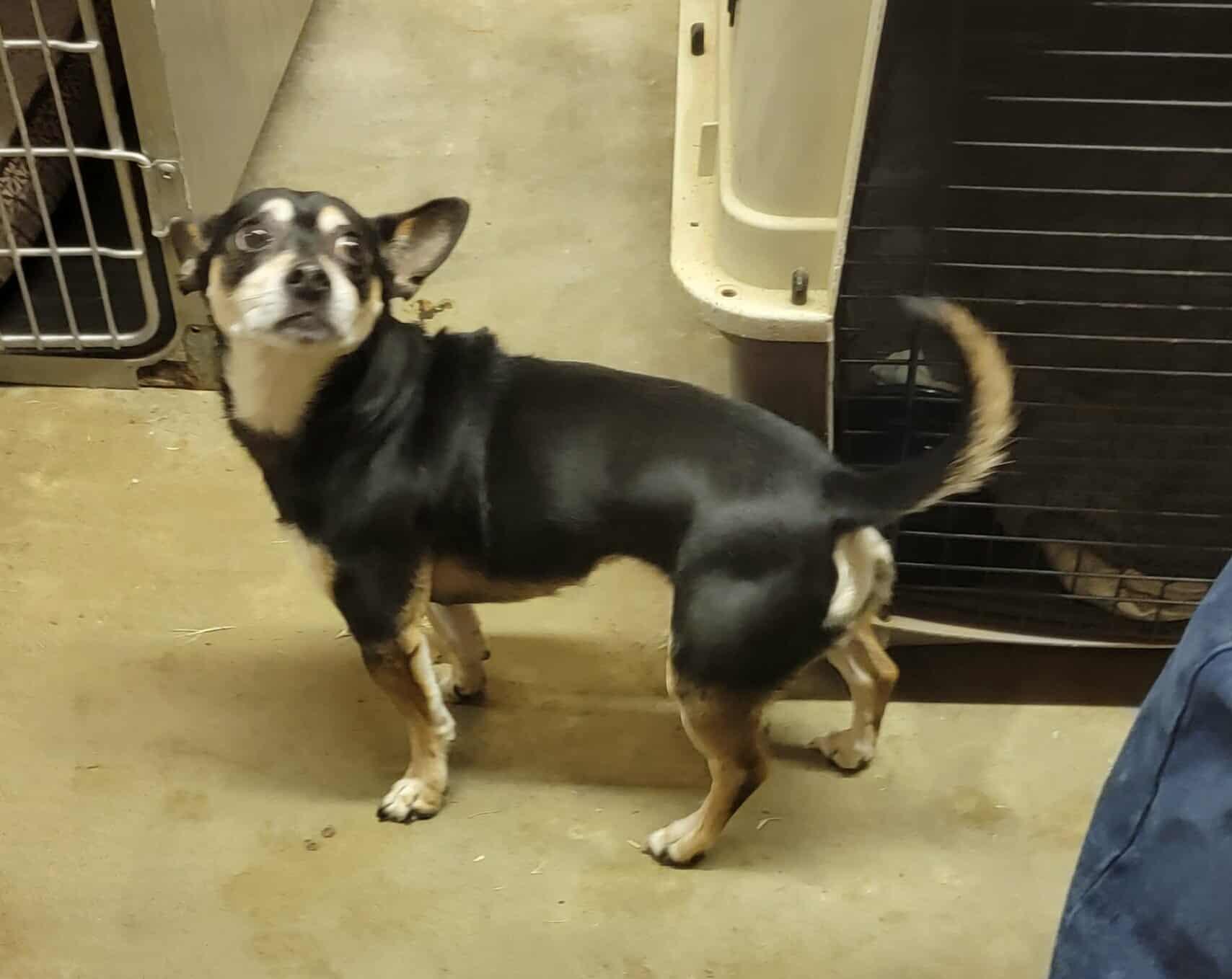 Bella, a Adoptable Chihuahua in Van Alstyne, TX image 3/4