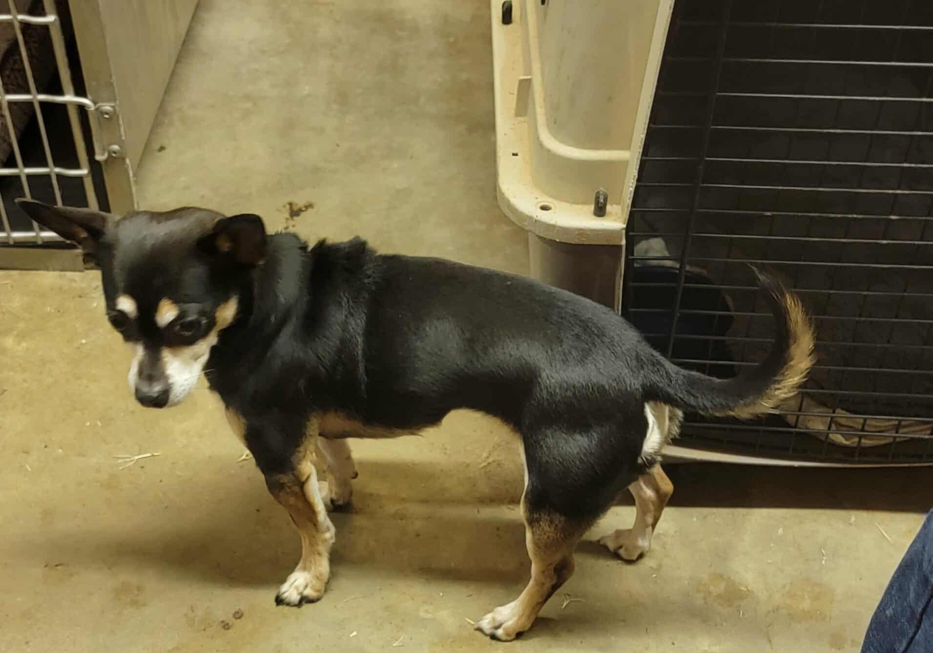 Bella, a Adoptable Chihuahua in Van Alstyne, TX image 4/4