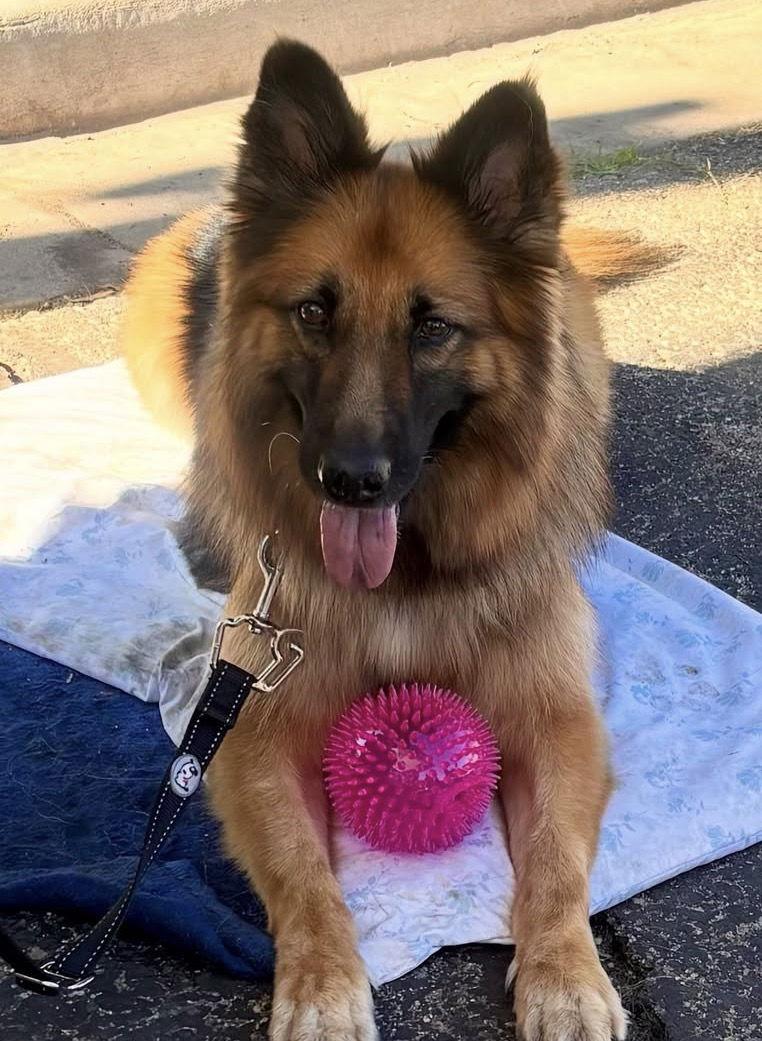 Gia the family dog!, Adoptable, Adult Female German Shepherd Dog & Belgian Shepherd / Sheepdog.