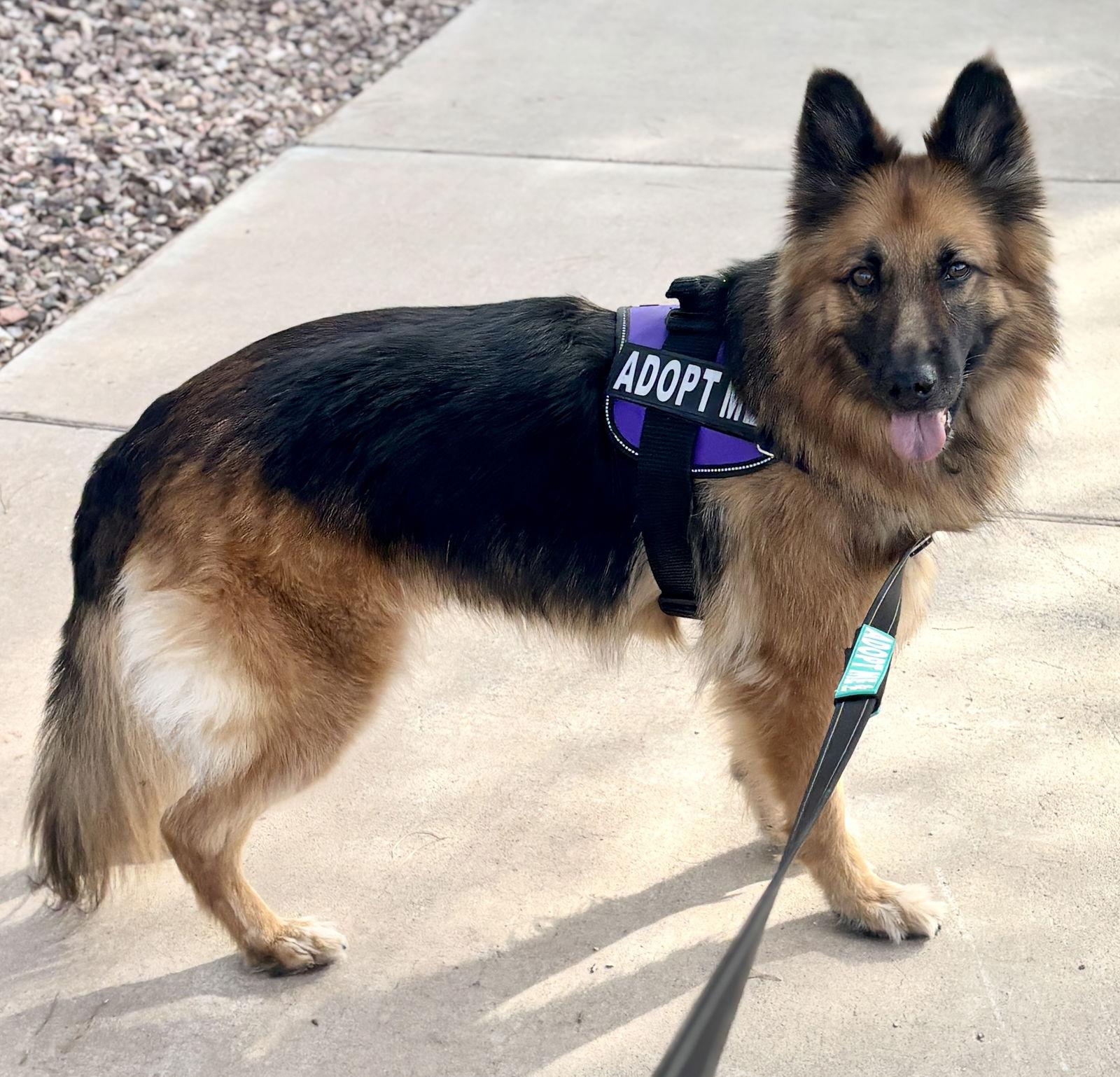 Gia the family dog!, Adoptable, Adult Female German Shepherd Dog & Belgian Shepherd / Sheepdog.