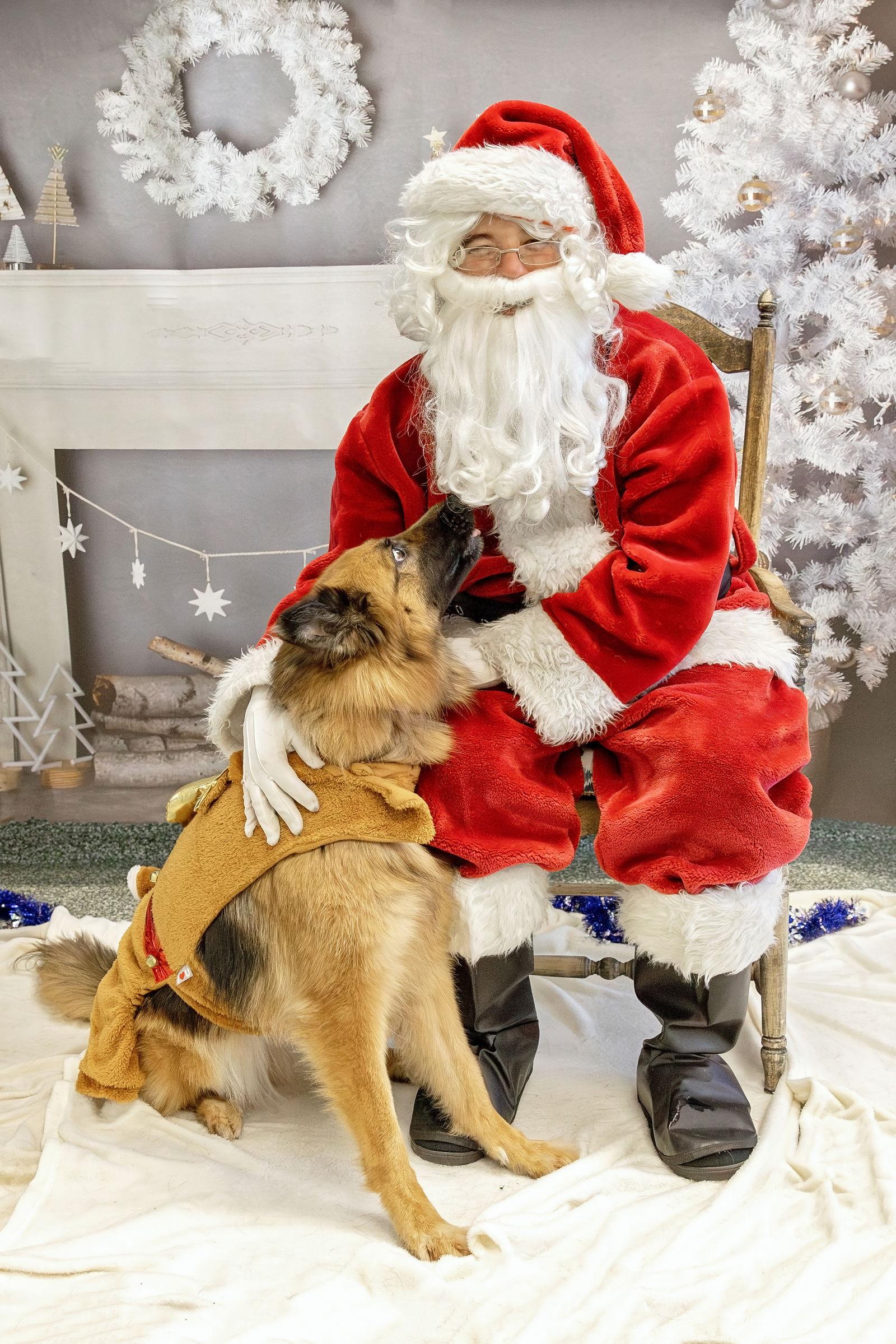 Enlarge Gia the family dog!, a Adoptable mixed breed in Glendale, AZ image 2/3