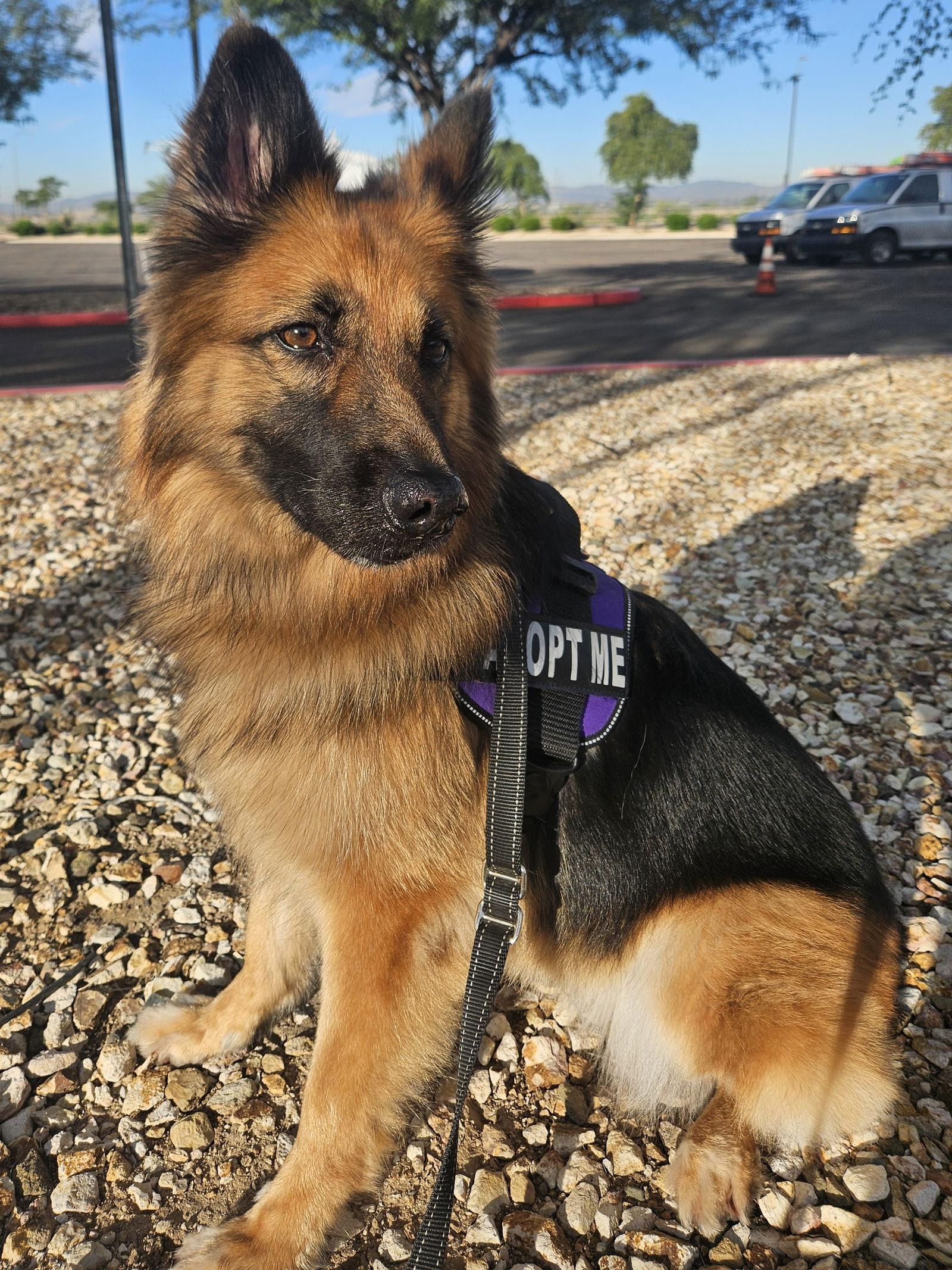 Enlarge Gia the family dog!, a Adoptable mixed breed in Glendale, AZ image 3/3