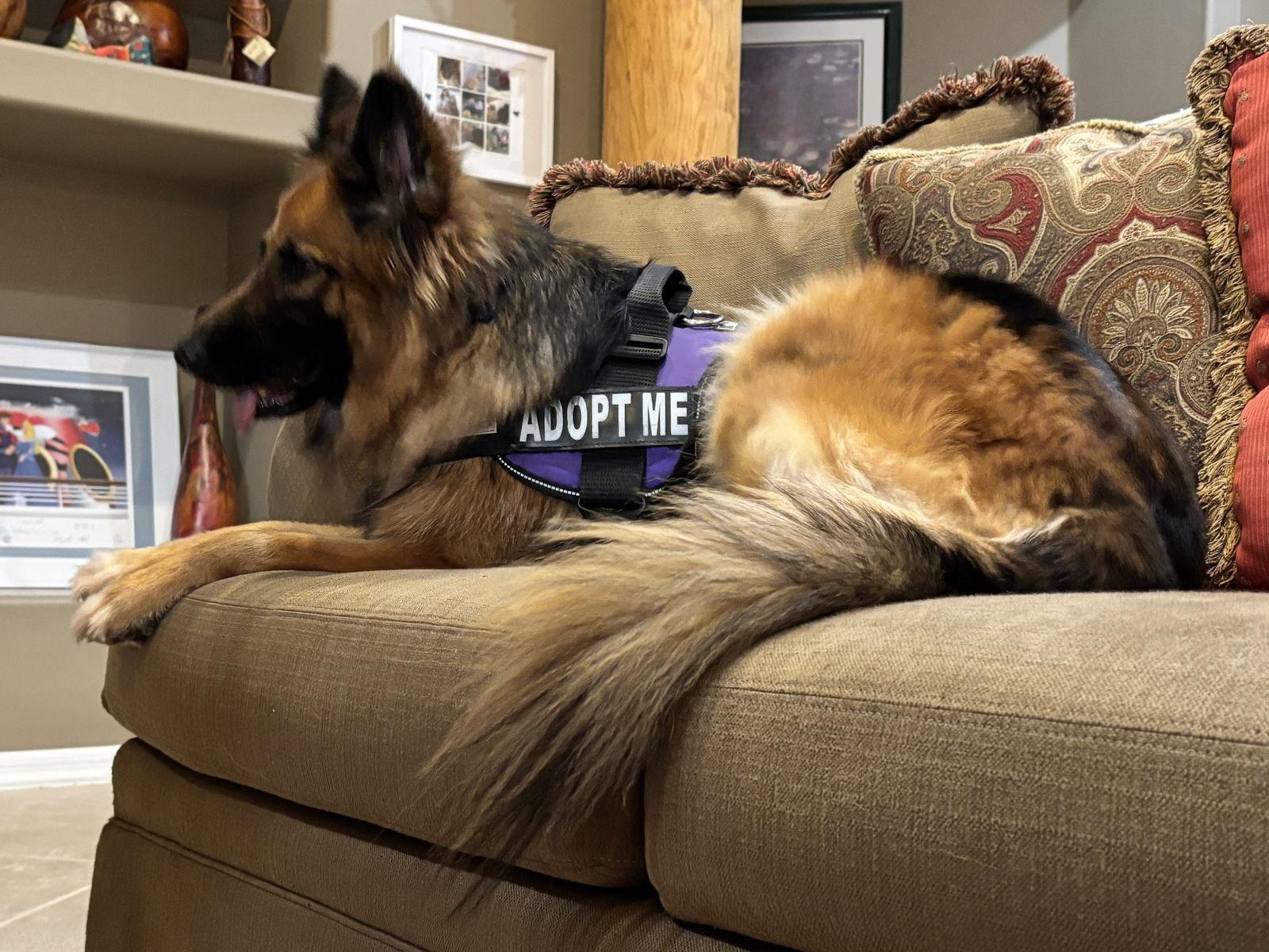 Enlarge Gia the family dog!, a Adoptable mixed breed in Glendale, AZ image 3/3