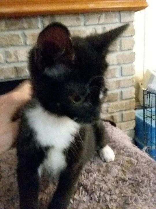 Starl — thumbnail 2