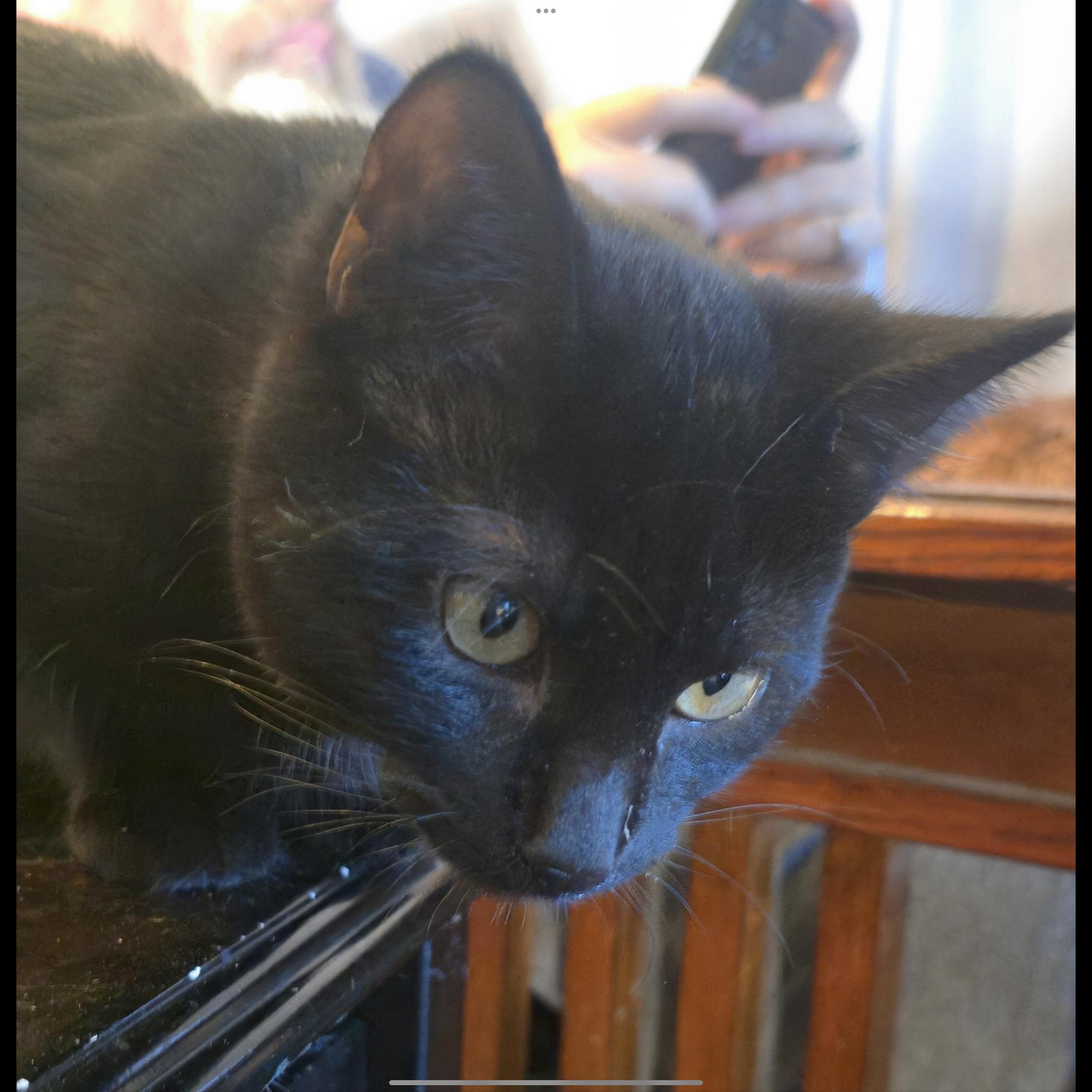 Enlarge Gabby Grey-Brasuell, a Adoptable Domestic Short Hair in Denver, CO image 3/4