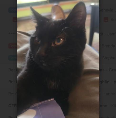 Enlarge Gabby Grey-Brasuell, a Adoptable Domestic Short Hair in Denver, CO image 1/4