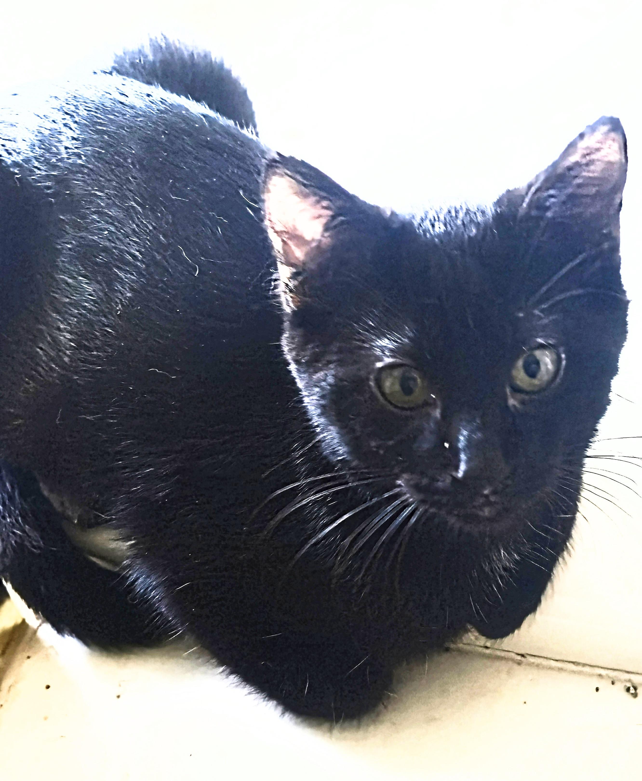 Enlarge Gabby Grey-Brasuell, a Adoptable Domestic Short Hair in Denver, CO image 4/4