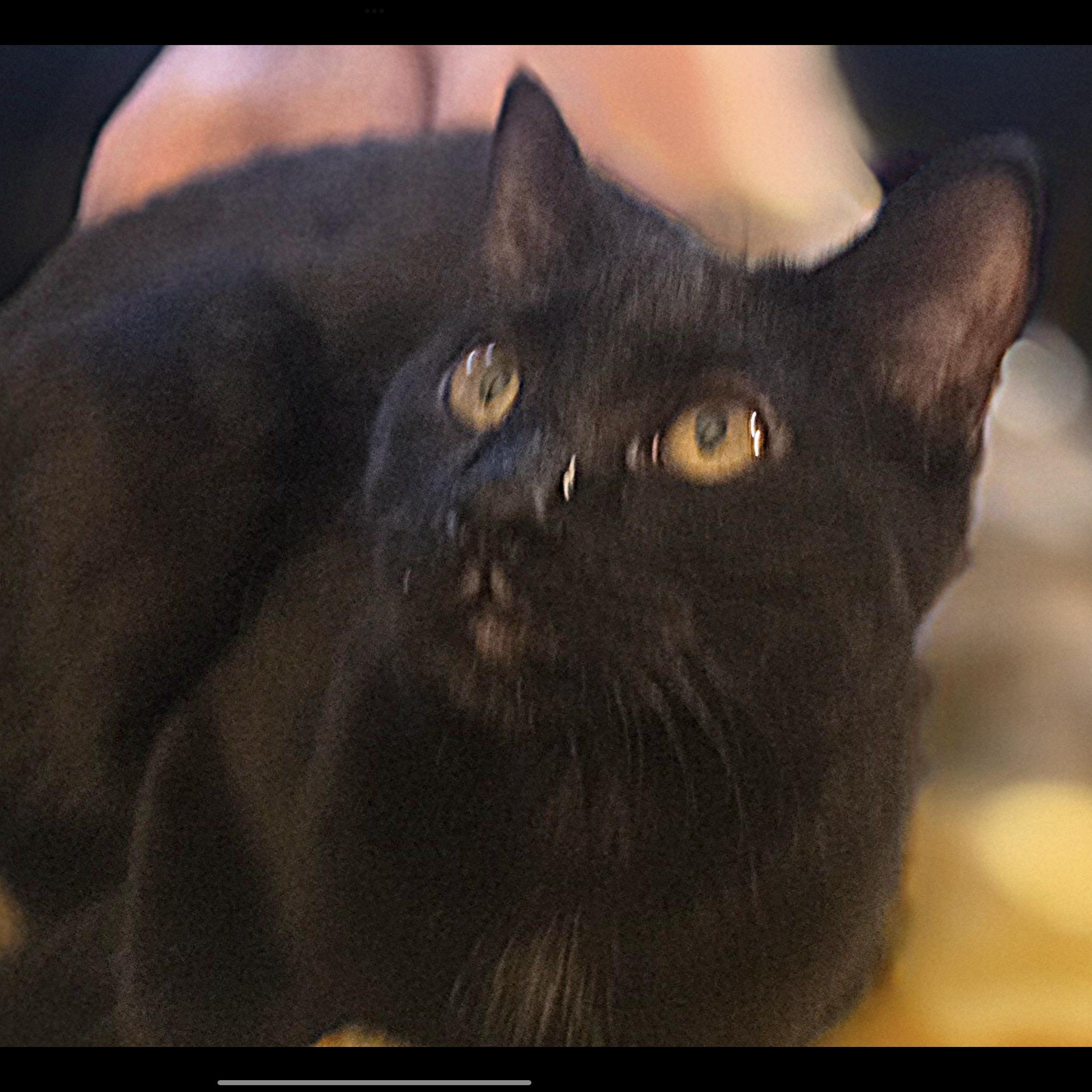 Enlarge Gabby Grey-Brasuell, a Adoptable Domestic Short Hair in Denver, CO image 2/4