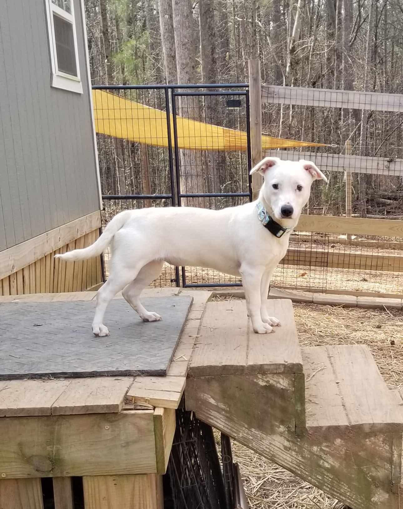 Enlarge Peaches, a Adoptable Mixed Breed in Roanoke, AL image 3/5
