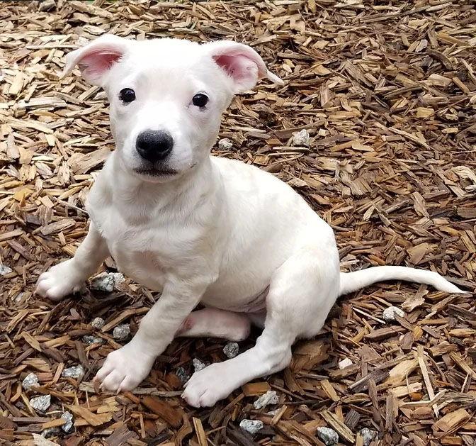 Enlarge Peaches, a Adoptable Mixed Breed in Roanoke, AL image 1/1