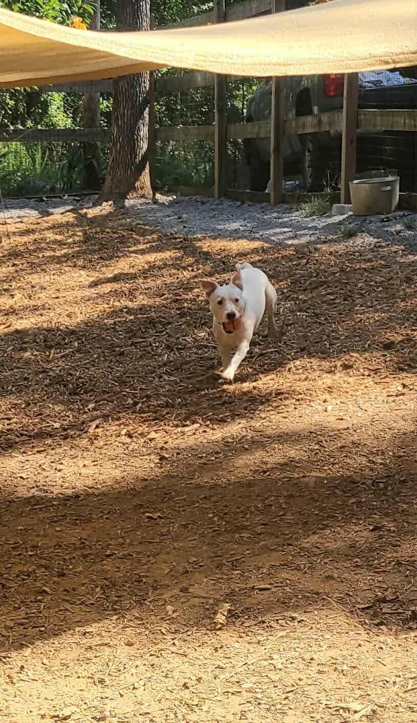 Enlarge Peaches, a Adoptable Mixed Breed in Roanoke, AL image 4/5