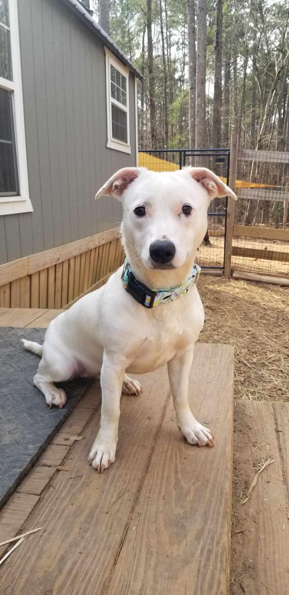 Peaches, Adoptable, Young Female Mixed Breed.