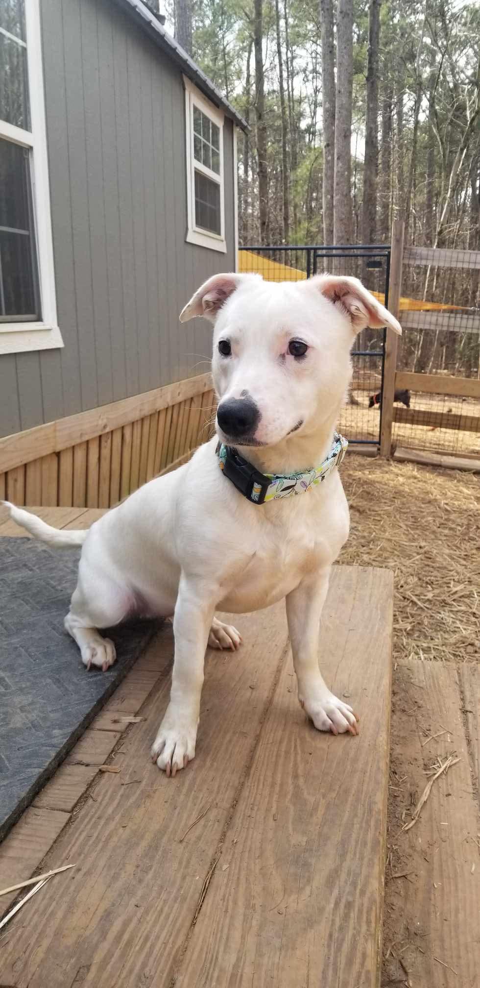 Enlarge Peaches, a Adoptable Mixed Breed in Roanoke, AL image 5/5