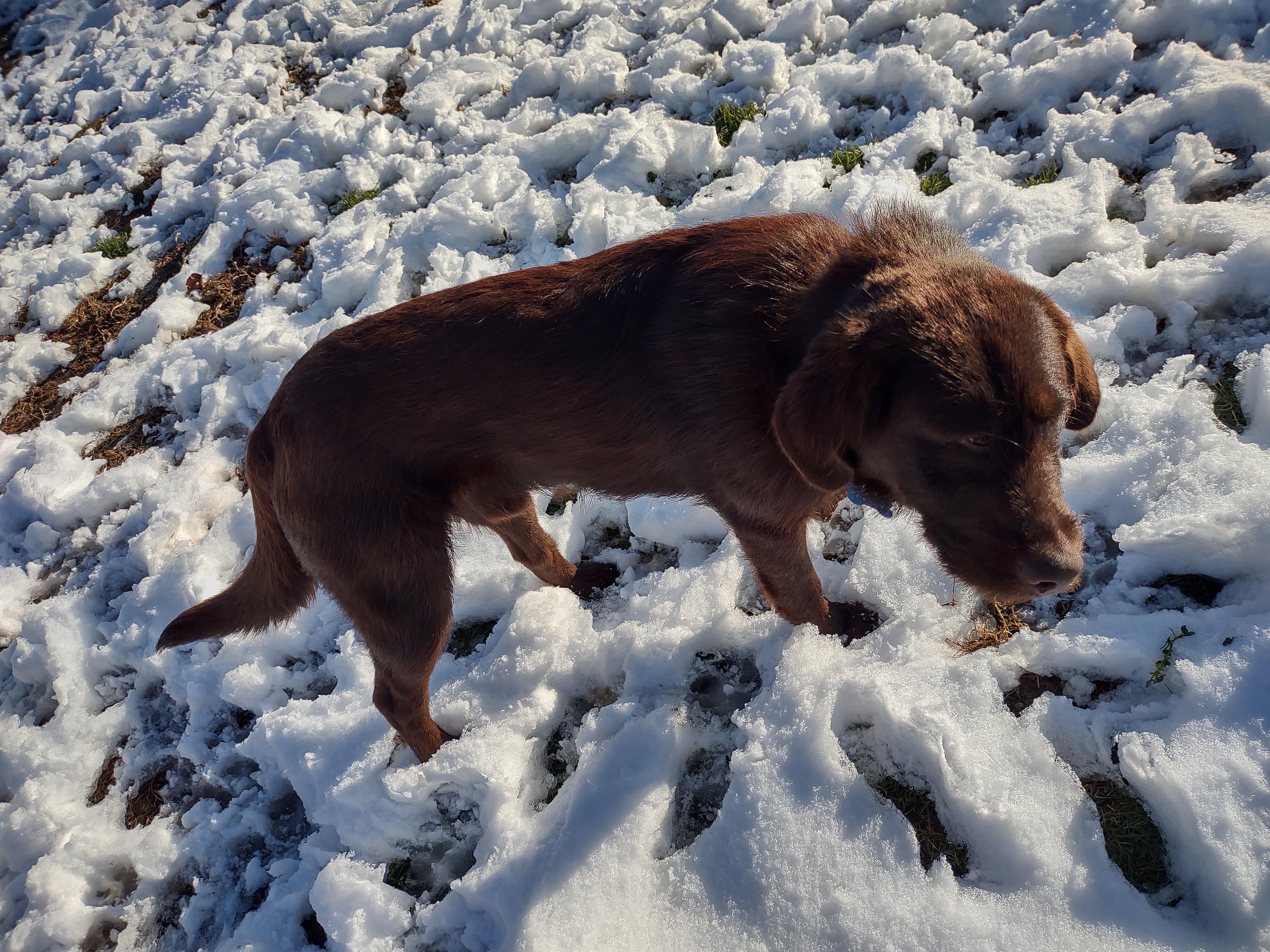 Colt, a Adoptable mixed breed in Medfield, MA image 3/5